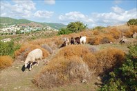 DSCF0661 — копия